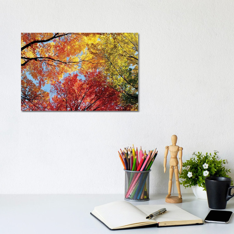 Low Angle View Of Autumn Trees - Wrapped Canvas Print, 20.32 cm H x 30.48 cm W