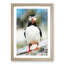 Lone Atlantic Puffin - Framed Print-56852829-56852831