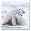 «Polar Bear Cubs», reproduction sur toile tendue-21936471