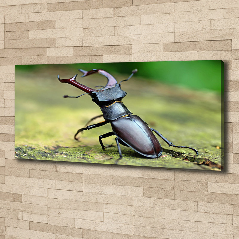 Beetle - Wrapped Canvas Print