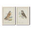 Toile encadrée de qualité supérieure Hawk Owl - prête à être accrochée-1109121207-1109121194
