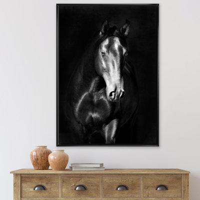" Portrait Of Black Kladruby Horse "