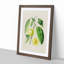 Prune Fruit Illustration - Framed Print-55616311-55616312