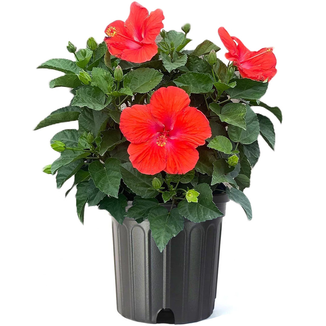 American Plant Exchange Live Large Tropical Hibiscus Red Flowering Plant, 10-Inch Pot American Plant Exchange