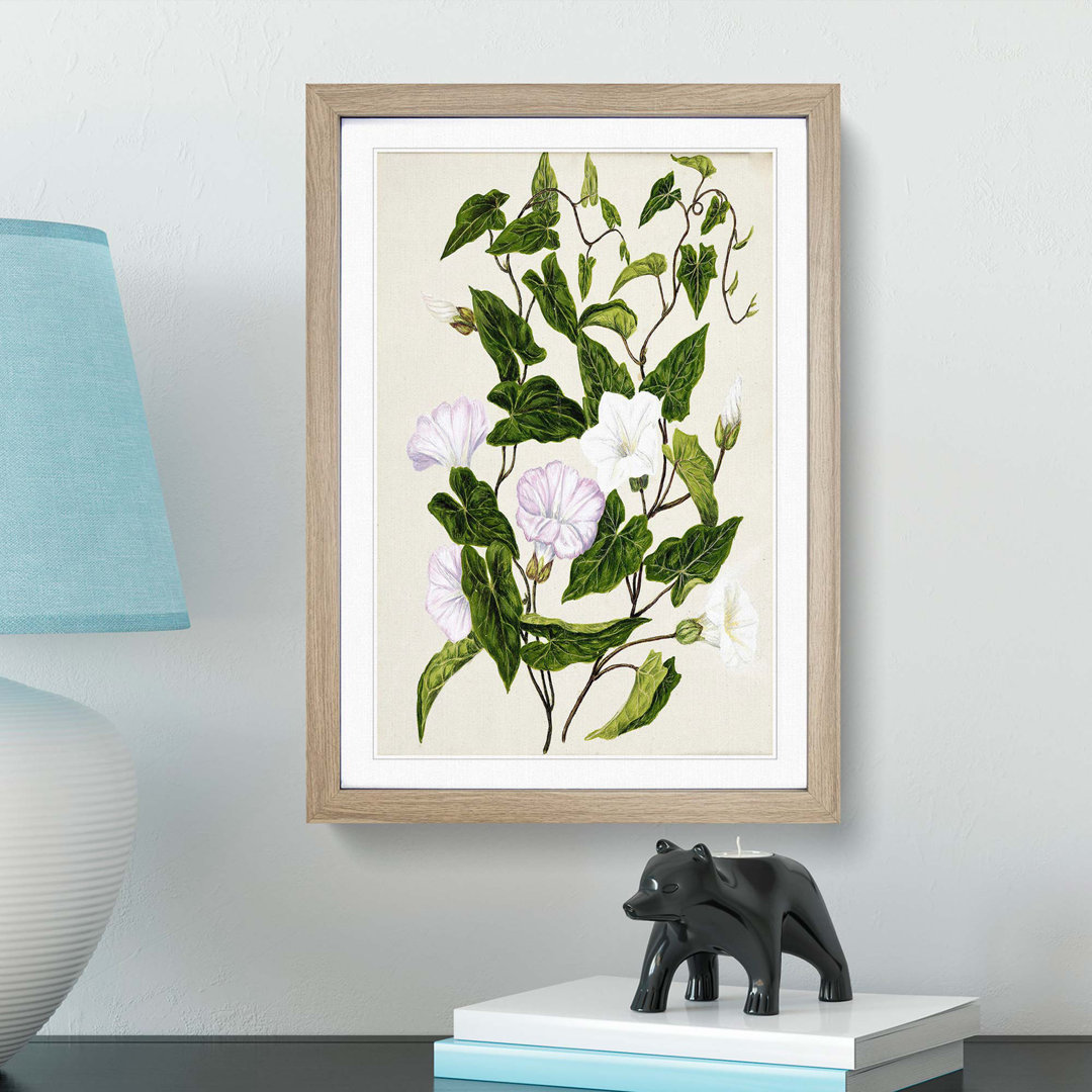 Bindweed Flowers by Sarah Featon - Framed Print