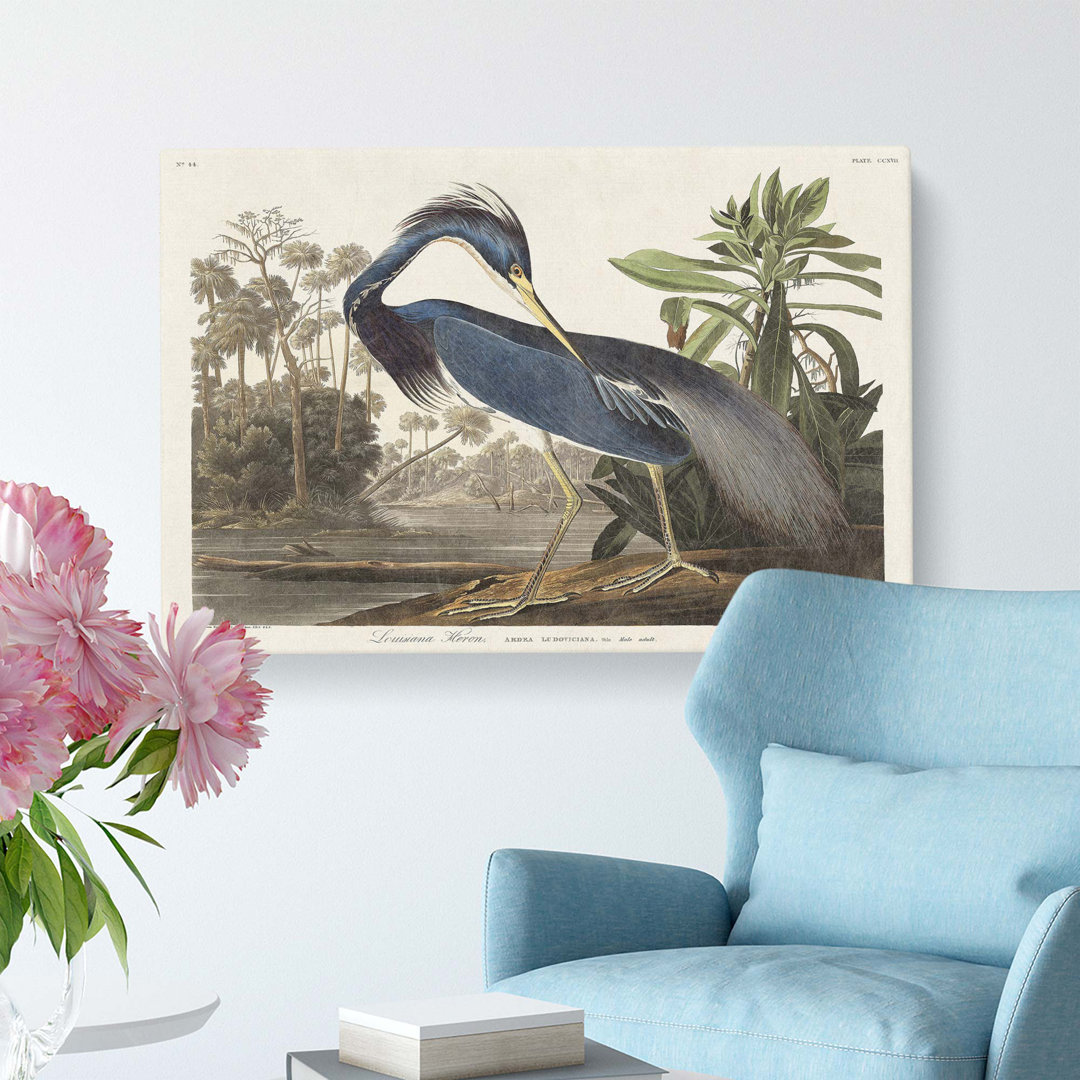Louisiana Heron by John James Audubon - Wrapped Canvas