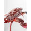 Crab