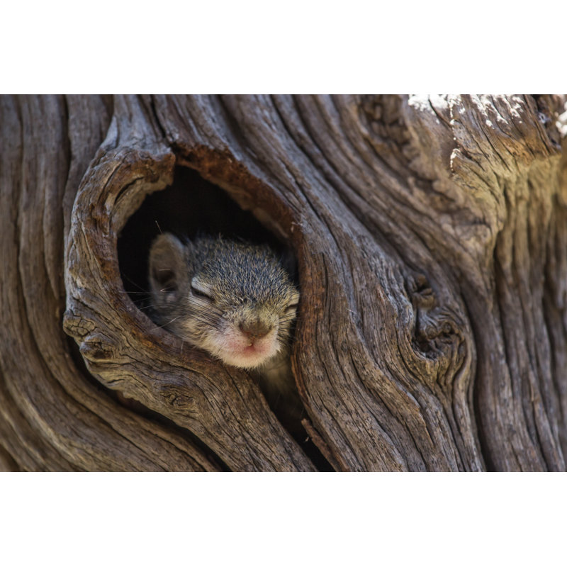 Squirrel Sleeping by Anna-Carina Nagel - Wrapped Canvas Print, 81cm H x 122cm W