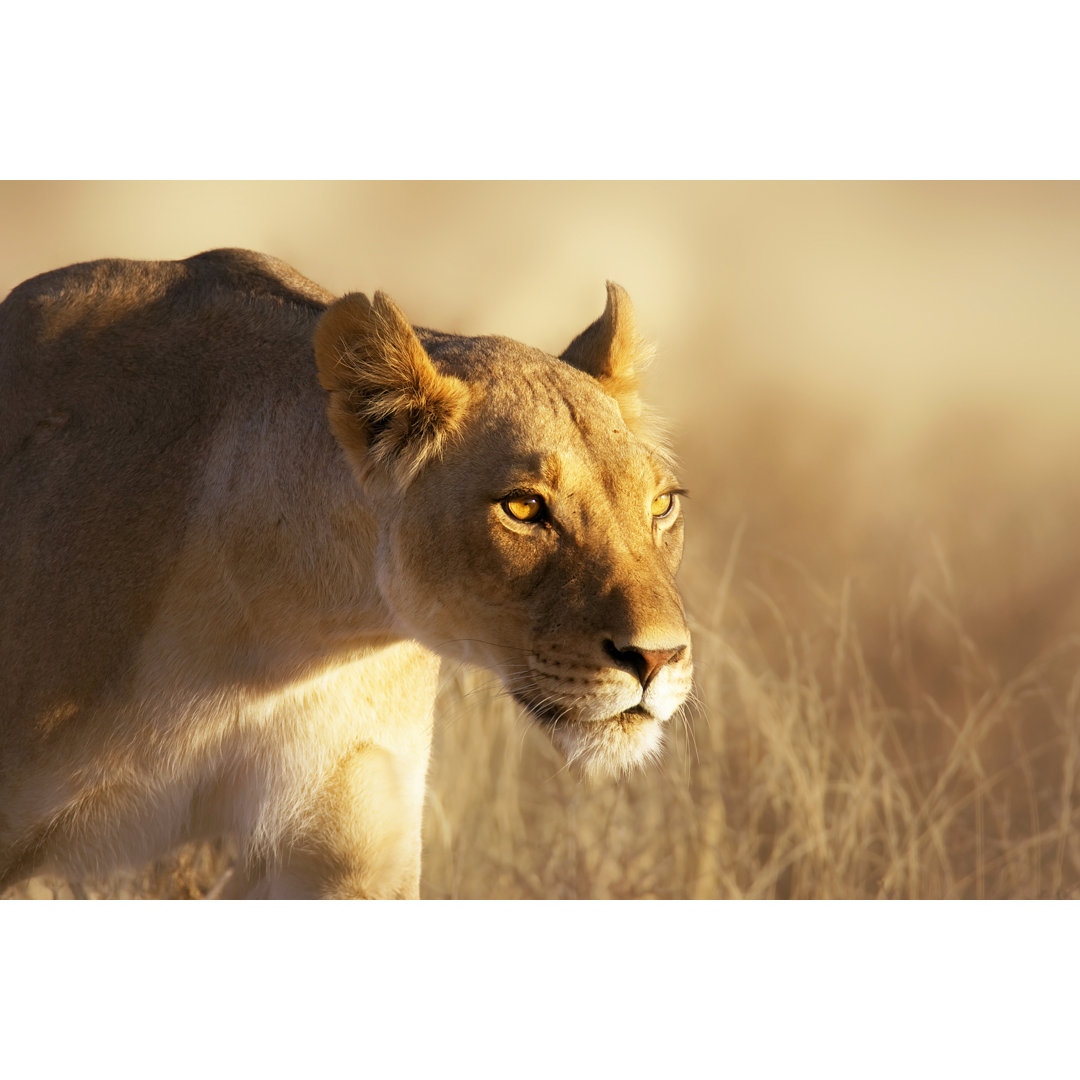 Leinwandbild Lioness Portrait von Johan63