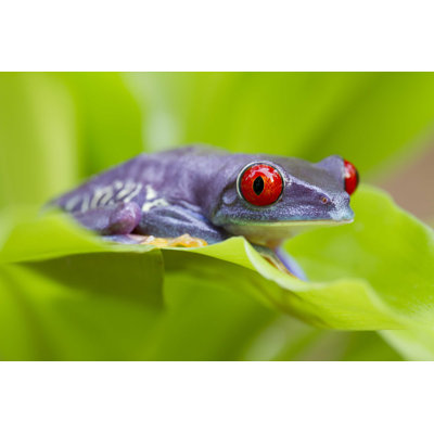 " Red-Eyed Frog "
