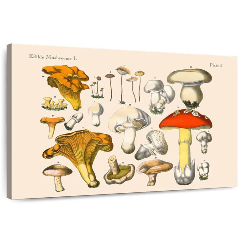 Champignons rétro Yarlin, H 34 po x l 51 po