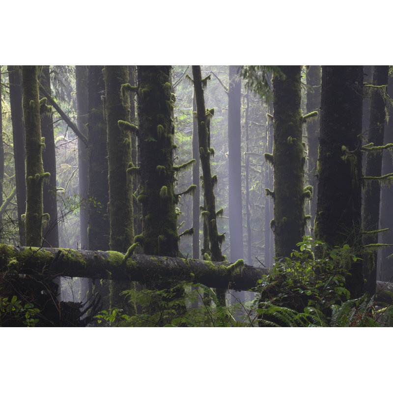 Misty Rainforest - Wrapped Canvas Print, 30cm H x 46cm W