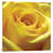 " Yellow Rose " by PhotoINC Studio-21488016-71512616