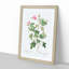 Wild Rose in Pink by Pierre-Joseph Redoute - Picture Frame Painting Print-55612302-55612300