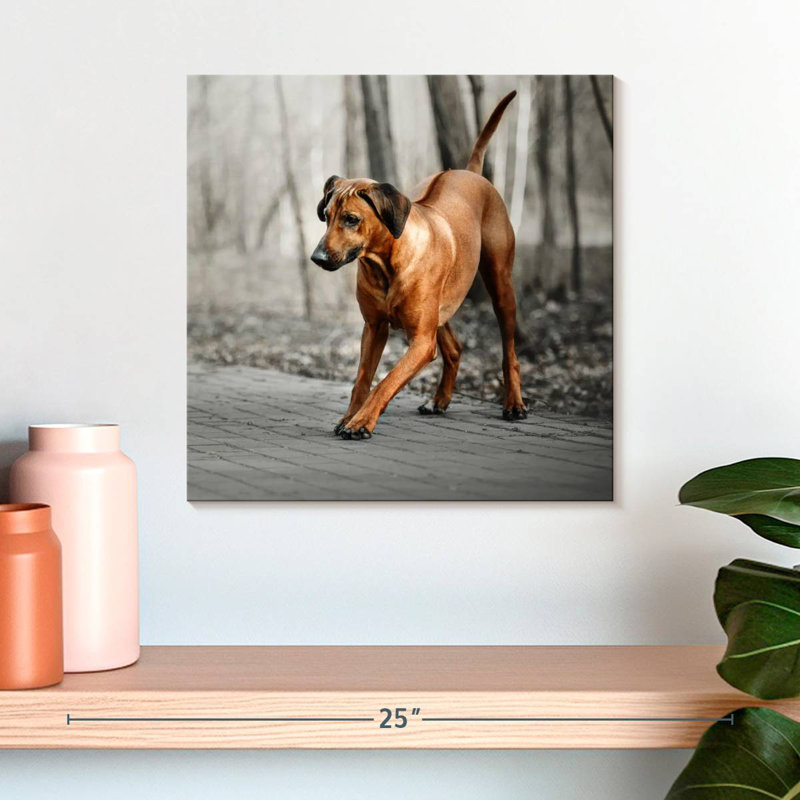 Brampt Rhodesian Ridgeback Puppy, 16" H x 16" W