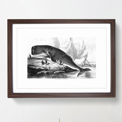 Hunted Sperm Whale by John Karst - Picture Frame Graphic Art Print on MDF