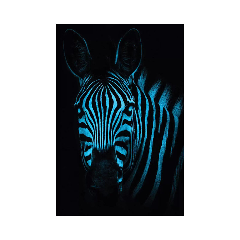 Cool Zebra by Paul Haag - Print on Canvas, Wrapped Canvas, 20.32 cm H x 30.48 cm W