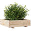 Wood Planter Box-108200350-108200353