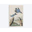 « belted kingfisher », impression sur toile-28626299-72443168-72443173