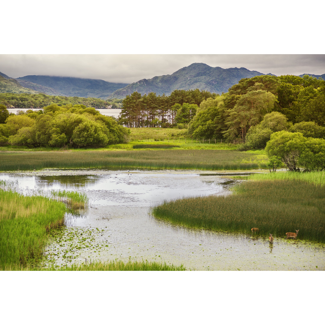 Killarney National Park Scenic von Janine Lamontagne - Leinwandbild