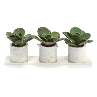 Succulent dans un pot