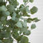 Arbre à fleurs 72 po Eucalyptus