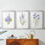 Lilas botanique délicat - impression encadrée sur mesure de qualité supérieure - 3 pièces-833592506-833592505