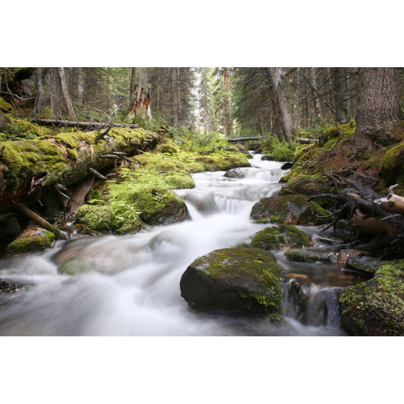 Cascading Stream In A Lush Mossy Green Forest In Canada. by Christys66 - Art Prints, 51cm H x 76cm W