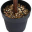 Faux Boxwood Plant in Pot-1548992526