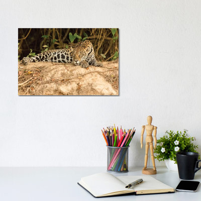 Jaguar Resting On A Riverbank In The Midday Heat, Pantanal Conservation Area, Brazil 1 Piece Wrapped Canvas Painting