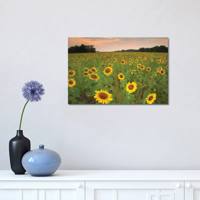 Field of Sunflowers, Flint Hills National Wildlife Refuge, Kansas 1 Piece Wrapped Canvas Wall Art