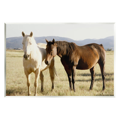 Rural Horses Animal Nature - Photograph