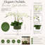 Organic Modern Orchid Arrangement