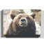 Brown Grizzly Bear Photographic - Wrapped Canvas-19090804