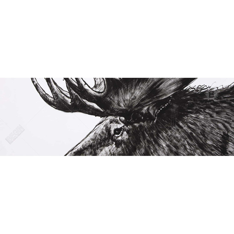 " Moose Plume "
