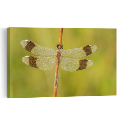Dewy Dragonfly Delicate Contemporary Dragonfly Nature Spring Wall Art Print 1 Piece Wrapped Canvas Wall Art