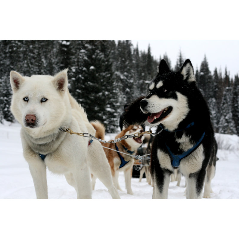 Dog Sledding by Richard Mcmillin - Wrapped Canvas Print, 30cm H x 46cm W x 3.8cm D