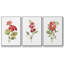 Scarlet géranium - ensemble de 3 reproductions de photos sur toile-97710176-97710175