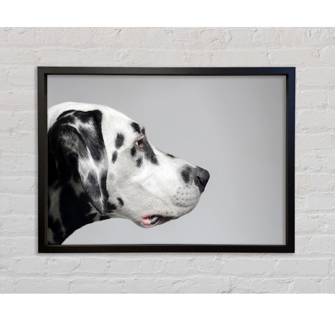 Dalmation Dog Face - Bilderrahmen Kunstdrucke auf Leinwand