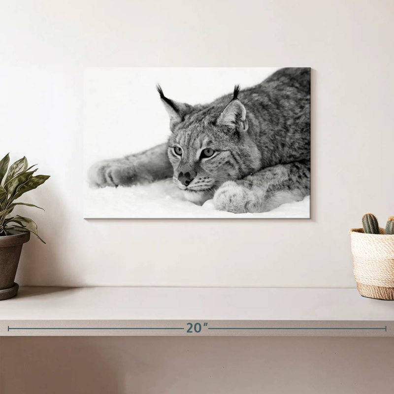Brampt Lynx BW, 8" H x 12" W