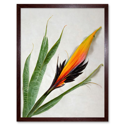Bird Of Paradise Tropical Plant Flower Leaves - Print