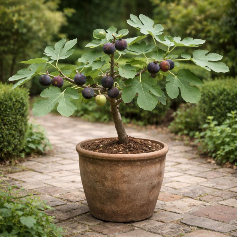 Grafted Fig Tree Live Plant – Bare Root 2–3ft, Grow Your Own Fresh Figs, Easy Grow