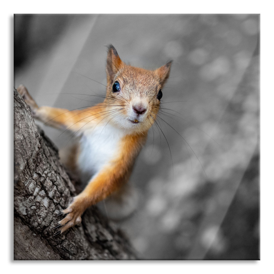 Glasbild Nahaufnahme Eichhörnchen an Baumstamm