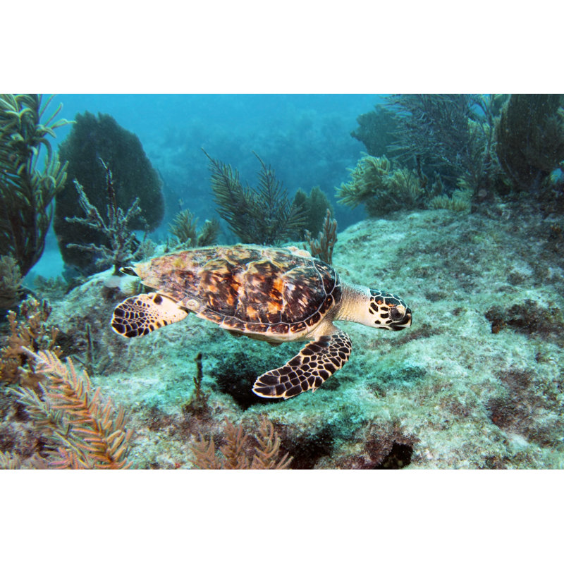 Hawksbill Sea Turtle by Swimwitdafishes - Wrapped Canvas Print, 61cm H x 91cm W
