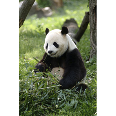 Giant Panda - Wrapped Canvas Print