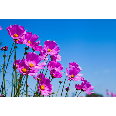 Unknown - Wrapped Canvas Photograph