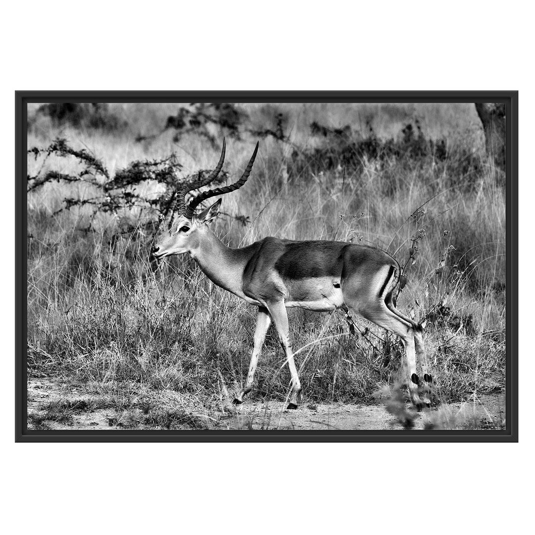 Gerahmtes Wandbild Dorkasgazelle in der Savanne