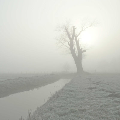 Lonely Tree - Photographie sur toile tendue