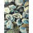 Oyster Shells Print On Canvas