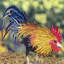 Statue de coq Aween